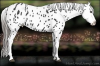 Horse Color:Blue Roan Appaloosa