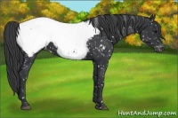Horse Color:Black Appaloosa