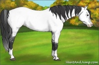 Horse Color:Blue Roan Splash Near Fewspot 