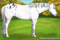 Horse Color:Blue Roan Splash Frame Appaloosa Rabicano 