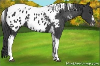 Horse Color:Black Tobiano Frame Near Leopard 