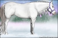 Horse Color:White Spotted Liver Red Dun Splash Snowflake Varnish 