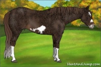 Horse Color:Liver Chestnut Ice Splash Frame 