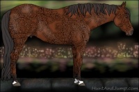 Horse Color:Bay Ice 