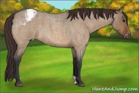 Horse Color:Bay Roan Dun Appaloosa