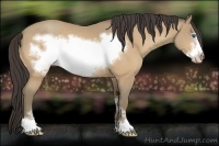 Horse Color:Amber Cream Champagne Sabino Frame 