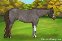 Horse Color:Liver Red Roan 