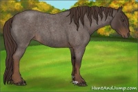 Horse Color:Liver Red Roan 