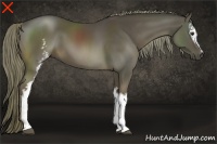 Horse Color:White Spotted Liver Chestnut Sabino 
