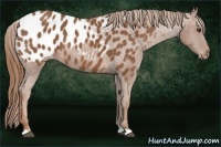 Horse Color:Chestnut Appaloosa
