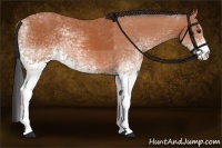 Horse Color:White Spotted Bay 