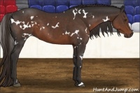 Horse Color:White Spotted Liver Chestnut