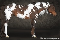 Horse Color:White Spotted Liver Chestnut 