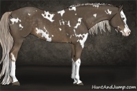 Horse Color:White Spotted Chocolate Palomino Splash 