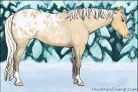 Horse Color:Silver Buckskin Roan Appaloosa