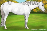 Horse Color:White Spotted Smoky Black Appaloosa 