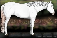 Horse Color:Chestnut Appaloosa 