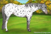 Horse Color:Liver Chestnut Near Leopard 