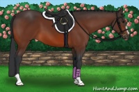 Horse Color:Bay Sabino 