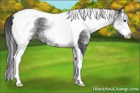 Horse Color:White Spotted Black Splash Tobiano Rabicano
