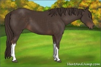 Horse Color:Liver Chestnut 