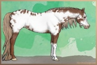 Horse Color:Chestnut Frame Appaloosa