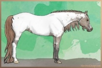 Horse Color:Liver Red Dun Appaloosa 