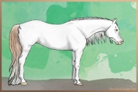 Horse Color:Gold Champagne Dun Appaloosa 