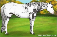 Horse Color:Liver Chestnut Sabino