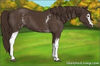 Horse Color:White Spotted Liver Chestnut 