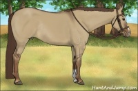 Horse Color:Liver Red Dun Sabino Rabicano 
