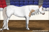 Horse Color:Silver Bay Dun Splash Tobiano Frame