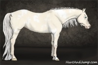 Horse Color:White Spotted Cremello Dun 