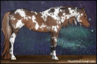 Horse Color:White Spotted Liver Chestnut 