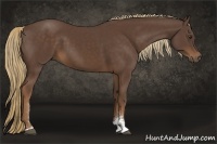 Horse Color:Liver Chestnut Sabino