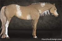 Horse Color:White Spotted Chocolate Palomino