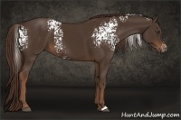 Horse Color:White Spotted Liver Chestnut 