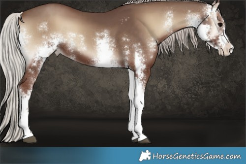 Horse Color:Silver Blue Onyx Sabino 