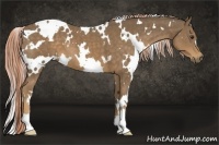 Horse Color:White Spotted Chocolate Palomino