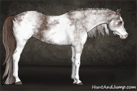Horse Color:White Spotted Liver Chestnut 