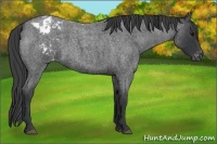 Horse Color:Blue Roan Appaloosa 
