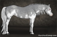 Horse Color:Silver Grullo Chinchilla Splash