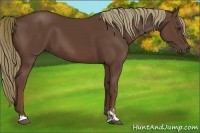 Horse Color:Liver Chestnut Sabino 