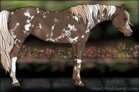 Horse Color:White Spotted Liver Chestnut 