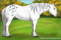 Horse Color:Black Appaloosa 