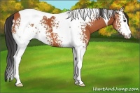 Horse Color:White Spotted Bay Tobiano
