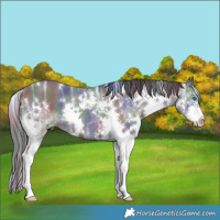 Horse Color:Nacre White Spotted Black Ice Splash Rabicano 