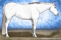Horse Color:Buckskin Sabino Appaloosa 