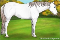 Horse Color:Red Roan Splash Appaloosa 