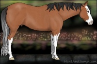 Horse Color:Bay Roan Splash